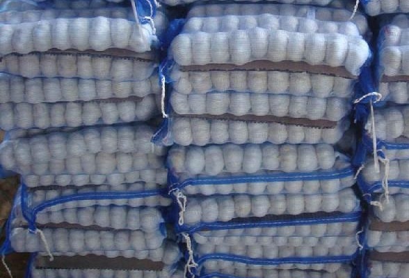 Chinese Fresh Pure White Garlic 5.5cm Long Mesh Bag Packing Chinese Fresh Pure White Garlic 5.5cm Long Mesh Bag Packing