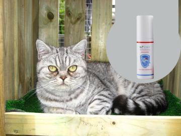 Medical Grade Cattery Disinfectant