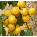 biscuits aux abricots frais