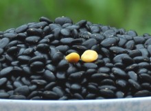 Yellow kernel black beans New crop