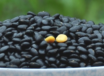 Yellow kernel black beans New crop