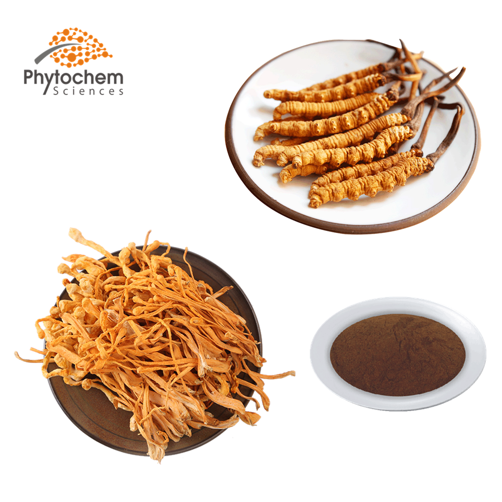 export supplier cordyceps militaris/cordyceps sinensis price