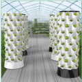 Sayur -sayuran selada rumah hijau pertanian berputar aeroponik