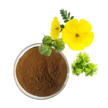 Tribulus Terrestris Extract Capsule