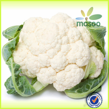 cauliflower in organic vegetables/fresh cauliflower/cauliflower for selling