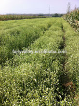 Organic Stevia seeds