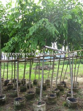 Cassia fistula outdoor tropical trees
