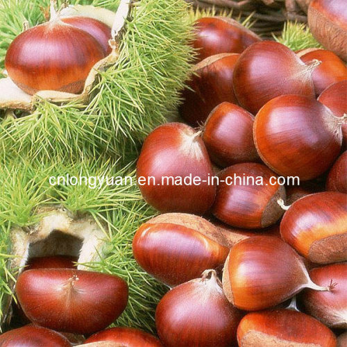 Fresh Chestnut