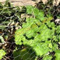 Fence a filo di pollaio galvanizzato in rete di filo esagonale