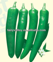 Summer Rich Harvest-Tender Hot Pepper Seeds For Sale