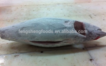 sashimi grade frozen yellowfin tuna price