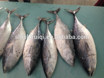 canned tuna ,bonito tuna