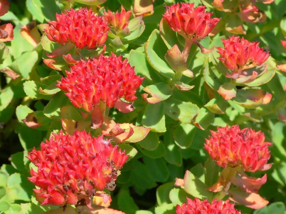 Rhodiola Crenulata استخراج Salidrozide 5٪ HPLC