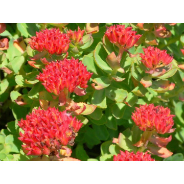 Extrait de Rhodiola Crenulata Salidrozide 1% HPLC