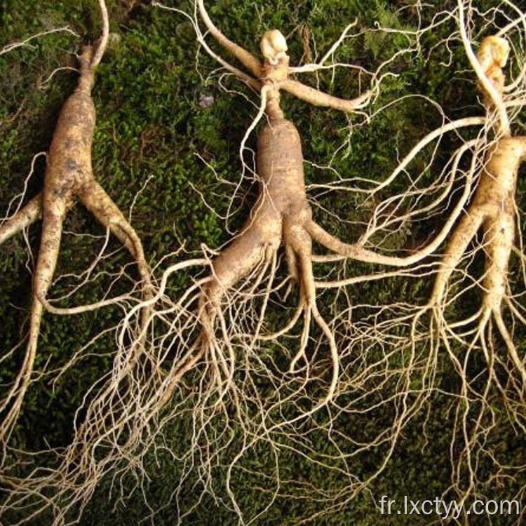 thé de santé extrait de ginseng