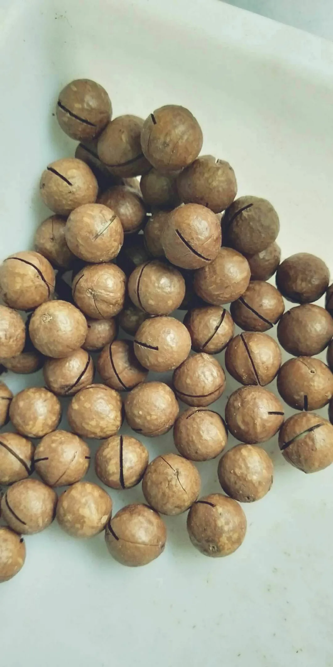 Hot Sale Raw Macadamia Fresh Macadamia Nut in Shell