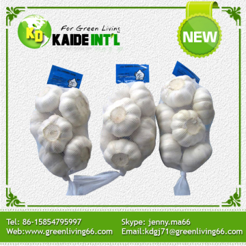 Export Premium Standard Quality White Garlic