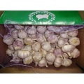 Loose Carton Normal White Garlic