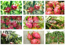 Growing Tropical Fruit Seeds-Growing Red White Dragon Fruit Seeds