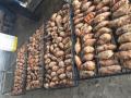 البطاطا الحلوة المخبوزة من شاندونغ