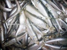 Frozen sardines for canning Canned sardines