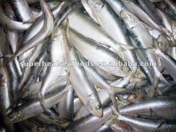 Frozen sardines for canning Canned sardines