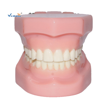 Ortho?Metal or Ceramic Dental Bracket?Model