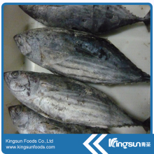 Discounted Price Natural Frozen Skipjack Tuna