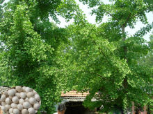 Hot Sale Ginkgo tree seed for growing