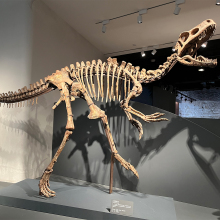 Life Size Dinosaur Skeleton for Sale