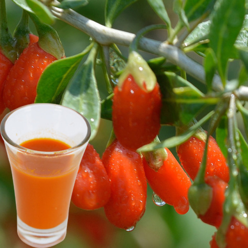 Biologisch certificaat Goji berry Juice NFC