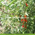 Pabrik Hot Sale Kering Tibet Goji Berry