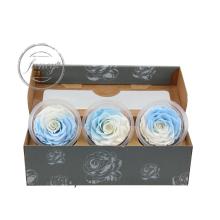 7-8 CM Blue White Gradient Bicolor Preserved Rose - Forever Rose USA