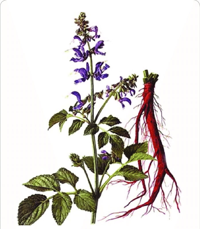 Salvia militorrhiza