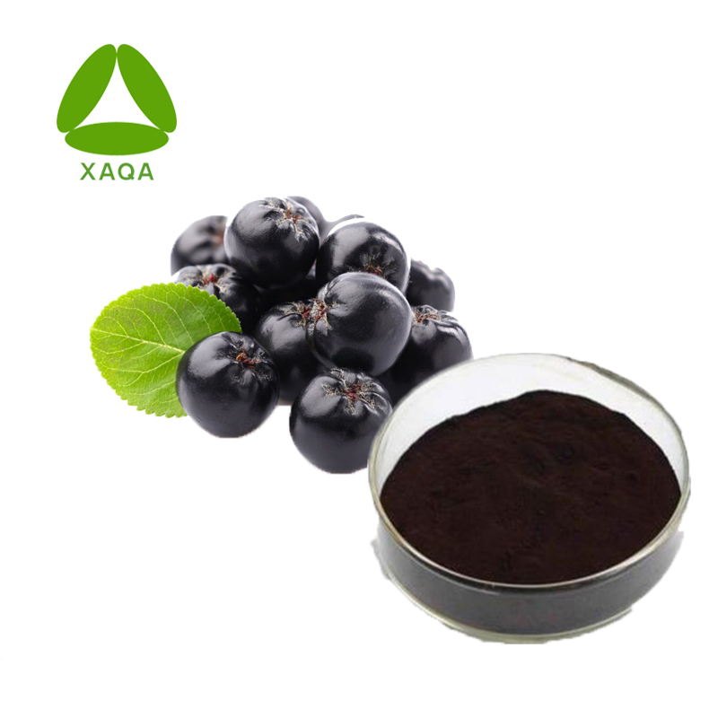 Aronia Black Chokeberry Extract Anthocyanidine 20% Pulver