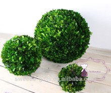 boxwood preserved ball