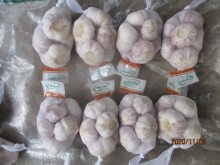 2020 Purchase Garlic Fresh Garlic