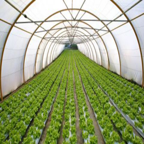 Jardin préfabriqué Serre de jardin de monomère