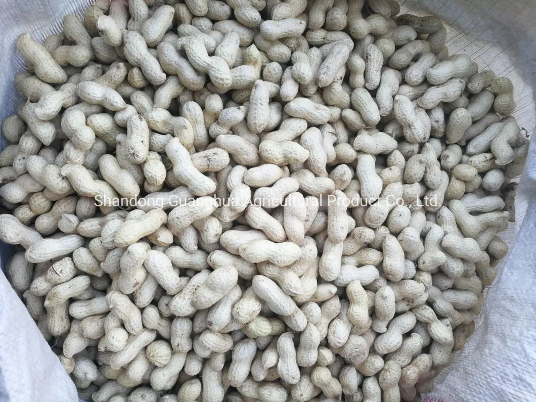 Best Export Quality Roasted Peanut in Shell 9/11