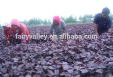 Leaf Herb Seeds Garden Flower Seeds Perilla Nankinensi Seeds For Sowing