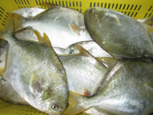 Frozen Golden Pomfret