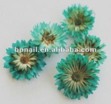 Art Nail Real Flower Set/Nail Beauty