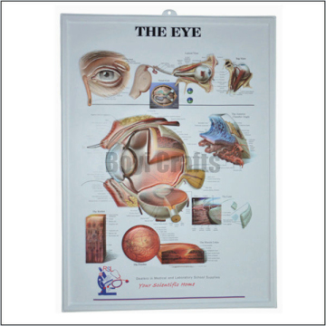 Customized 3D Embossed Medical Eye Chart
