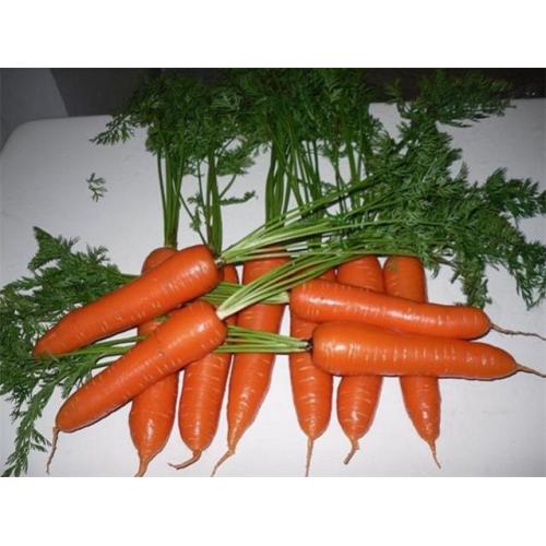 Fresh Carrot High Quality 2020