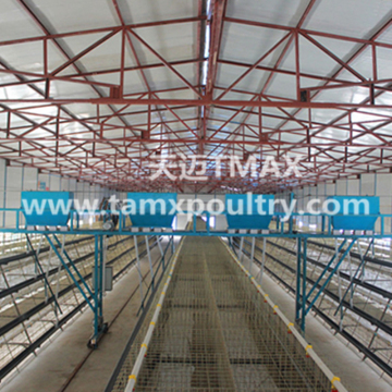 Layer Cage System in Chicken