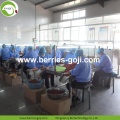 Approvisionnement en usine fruits Top qualité Pack Goji baies