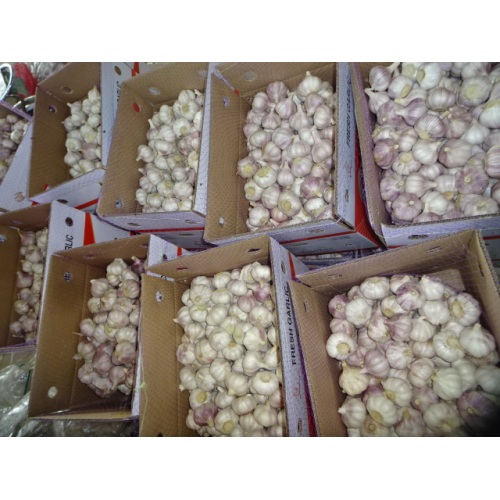 Best Quality Normal White Garlic Crop 2020