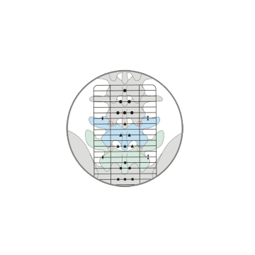 Positioning Grid Of Lumbar  Discectomy Instrument