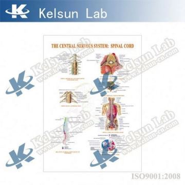 3D Visualization of Central Nervous System and Spinal Cord: Exploring 50160.11