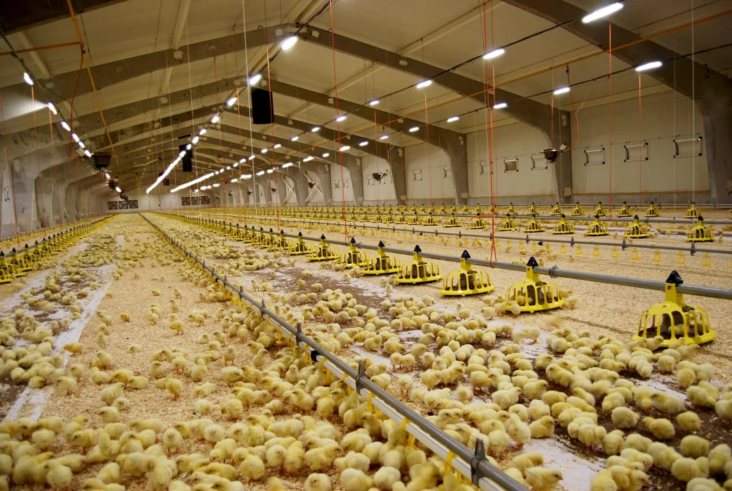 Excellent Thermal Efficiency Birds Light for Poultry Farm
